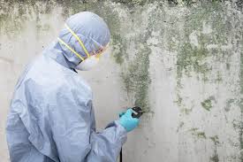 Best Mold Odor Removal Services  in Clara City, MN